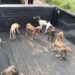Gobernador de Sonora Alfonso Durazo rescata a perritos en Estación Oroz..