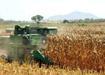Se cuadruplicó la importación de maíz blanco, usado para masa y tortillas