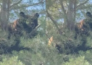 Oso sorprende a vecinos de Agua Prieta tras trepar a un árbol