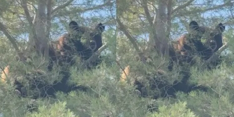 Oso sorprende a vecinos de Agua Prieta tras trepar a un árbol