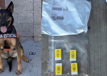 Binomios K-9 de la Policía Estatal localizan sustancia prohibida en paquetería