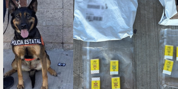 Binomios K-9 de la Policía Estatal localizan sustancia prohibida en paquetería