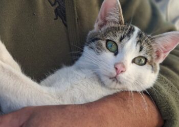 Impulsan participación ciudadana en jornadas de esterilización Nogales, Sonora, 6 de noviembre de 2025.-