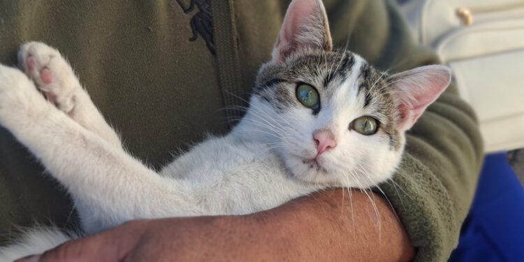 Impulsan participación ciudadana en jornadas de esterilización Nogales, Sonora, 6 de noviembre de 2025.-