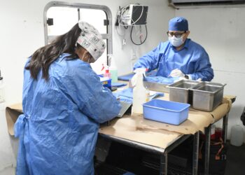 Realiza Ayuntamiento de Hermosillo más de 17 mil esterilizaciones caninas y felinas