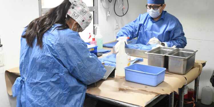 Realiza Ayuntamiento de Hermosillo más de 17 mil esterilizaciones caninas y felinas