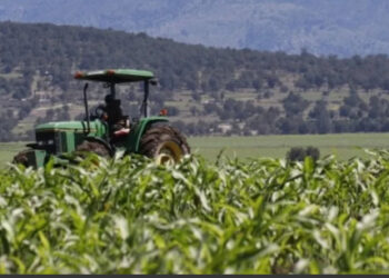 Languidecen apoyos oficiales y crédito comercial para el campo