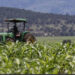 Languidecen apoyos oficiales y crédito comercial para el campo