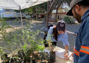 Celebran con éxito jornada 50 de donación de árboles nativos en Hermosillo