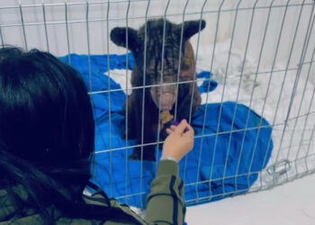 ‘Mina’, la osa maltratada en Nuevo León, presenta notable mejoría de salud