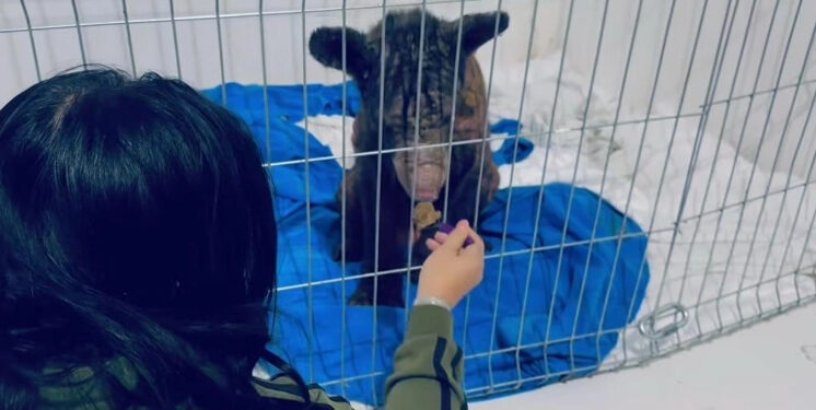 ‘Mina’, la osa maltratada en Nuevo León, presenta notable mejoría de salud