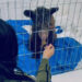 ‘Mina’, la osa maltratada en Nuevo León, presenta notable mejoría de salud