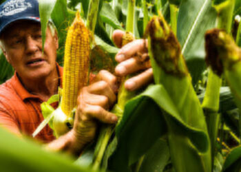 Aceptan productores de maíz en Campeche precio de 6 mil 800 pesos por tonelada