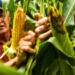 Aceptan productores de maíz en Campeche precio de 6 mil 800 pesos por tonelada