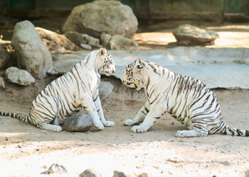Invitan a conocer ejemplares de tigre blanco en el Centro Ecológico de Sonora