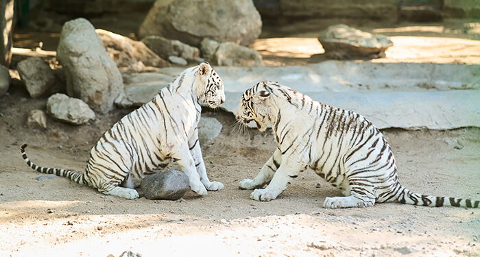 Invitan a conocer ejemplares de tigre blanco en el Centro Ecológico de Sonora
