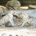 Invitan a conocer ejemplares de tigre blanco en el Centro Ecológico de Sonora