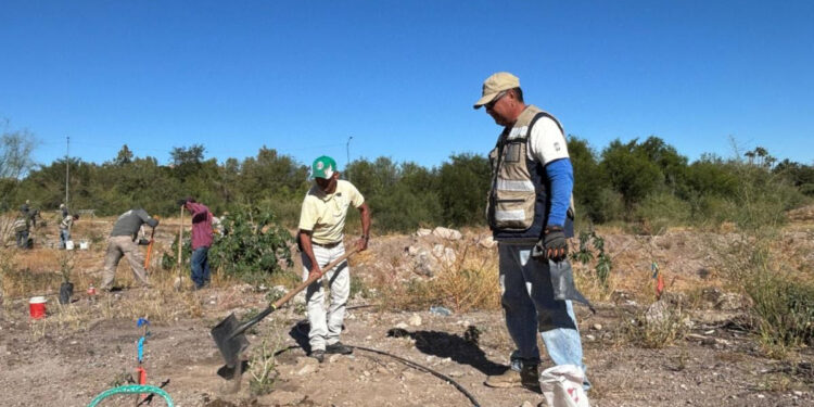 Bosque Urbano La Sauceda concluye la reforestación en el Polígono Sureste “La Oreja”