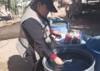 Intensifica Salud Sonora acciones contra dengue en Etchojoa, Guaymas y Empalme