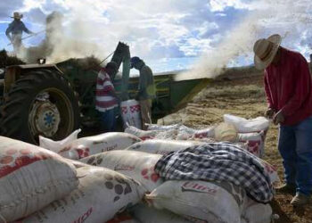 Alimentación para el Bienestar pone en jaque a frijoleros de Zacatecas