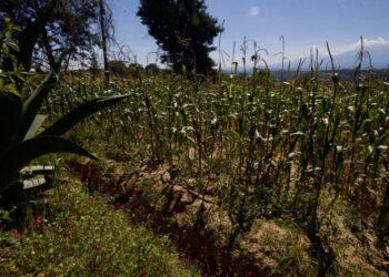 Exhorta Gobernacion a productores agrícolas a dialogar y evitar cierres carreteros