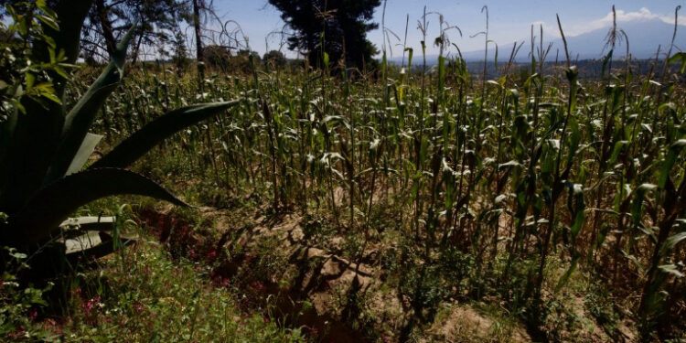 Exhorta Gobernacion a productores agrícolas a dialogar y evitar cierres carreteros