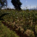 Exhorta Gobernacion a productores agrícolas a dialogar y evitar cierres carreteros