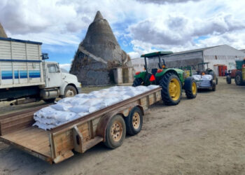 La cosecha de frijol en Zacatecas será de 400 mil toneladas