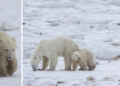 Madre osa adopta una cría en el norte de Canadá