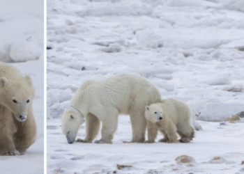 Madre osa adopta una cría en el norte de Canadá