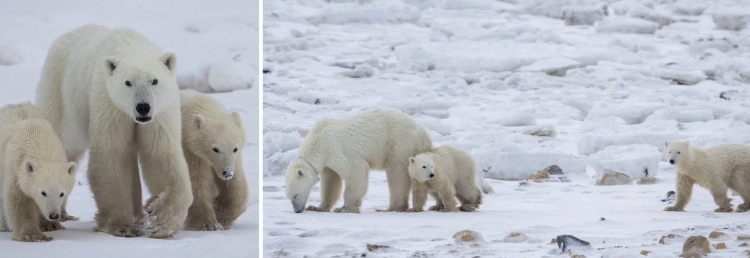 Madre osa adopta una cría en el norte de Canadá