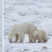 Madre osa adopta una cría en el norte de Canadá