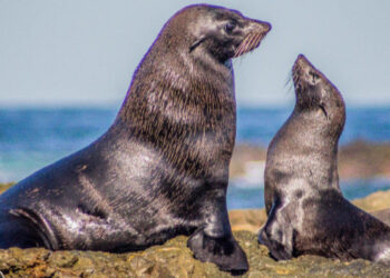 Bajo cuidado médico Lobo Marino encontrado fuera del mar en San Carlos