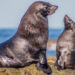 Bajo cuidado médico Lobo Marino encontrado fuera del mar en San Carlos