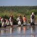 Inician indemnizaciones y plan de rescate integral para el Río Sonora tras acuerdo con Grupo México