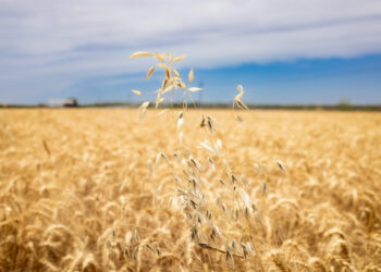 Gestiona Gobierno de Sonora el agilizar pagos a productores de trigo panificable y maíz en Sonora