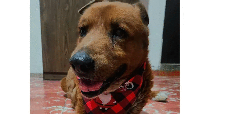 Impulsa gobierno municipal “Huellita Segura” para la tutela responsable de animales de compañía