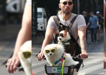Auge de negocios en torno a mascotas; hay más de 5 mil en CDMX