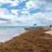 Se adelanta arribazón de sargazo en costas de Quintana Roo