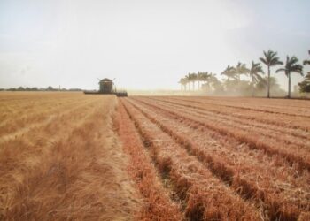 Sonora logra avances en agricultura, ganadería y pesca