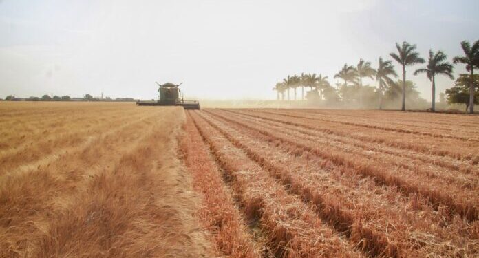 Sonora logra avances en agricultura, ganadería y pesca