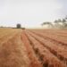 Sonora logra avances en agricultura, ganadería y pesca