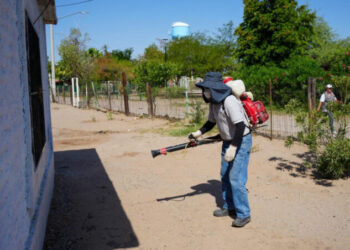 Intensifican prevención y seguimiento de casos de fiebre manchada