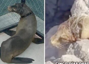 Rescatan a lobo marino herido en San Carlos