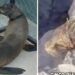 Rescatan a lobo marino herido en San Carlos
