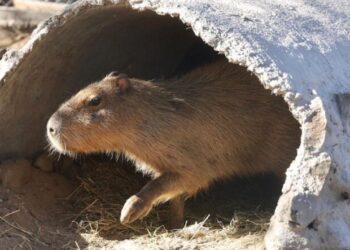 Centro Ecológico de Sonora recibe a más de 16 mil visitantes interesados en conocer a Capibara