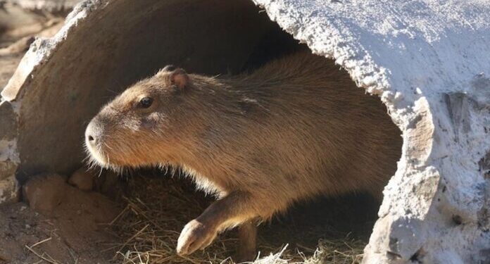 Centro Ecológico de Sonora recibe a más de 16 mil visitantes interesados en conocer a Capibara