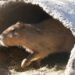 Centro Ecológico de Sonora recibe a más de 16 mil visitantes interesados en conocer a Capibara