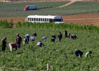 Se trabaja en plan de justicia social y laboral para jornaleros de San Quintín: Sheinbaum