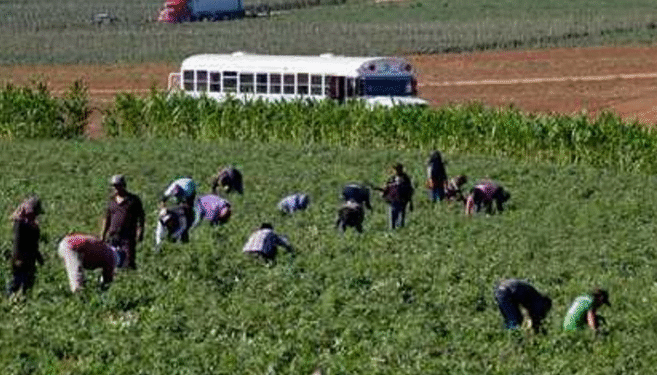 Se trabaja en plan de justicia social y laboral para jornaleros de San Quintín: Sheinbaum